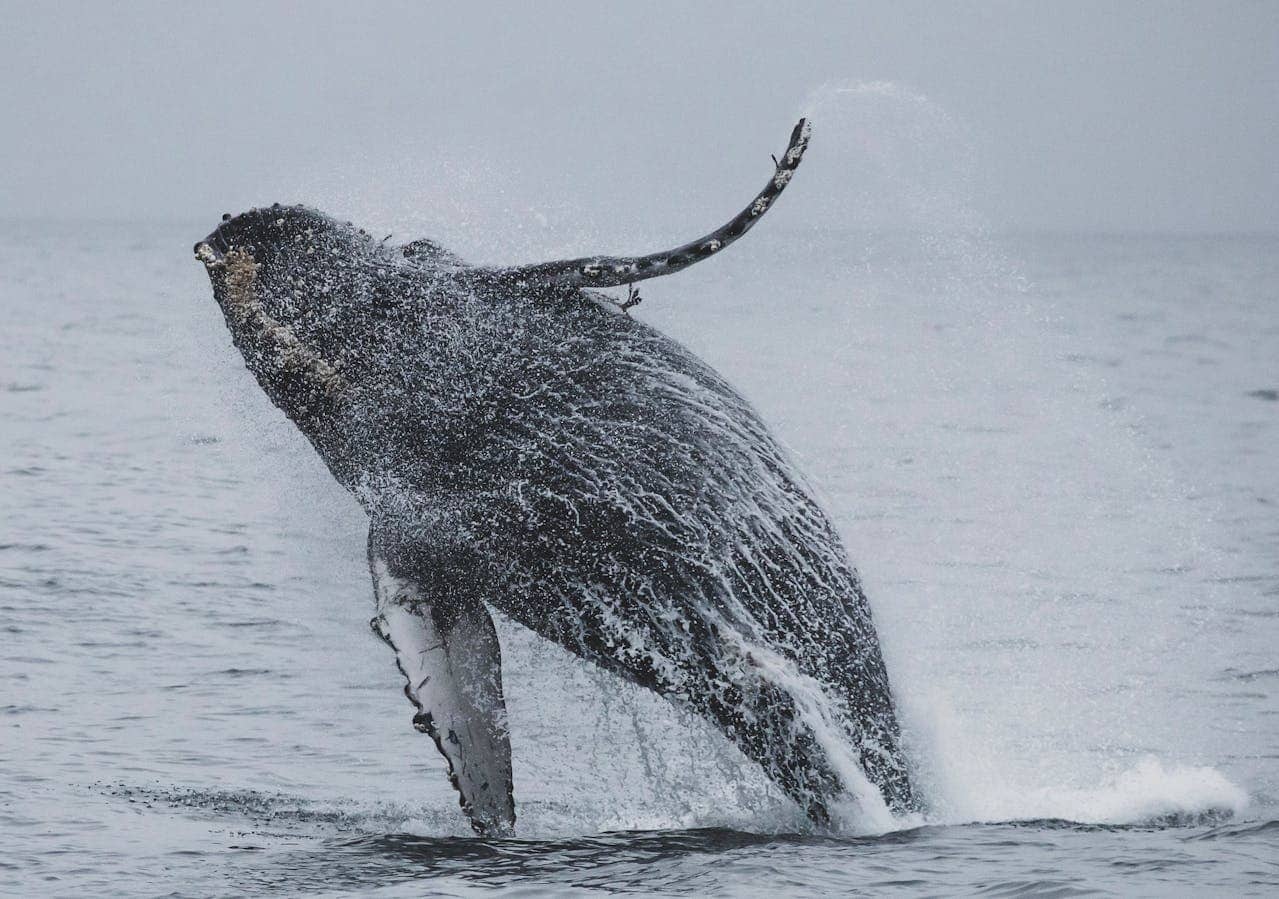 Whale