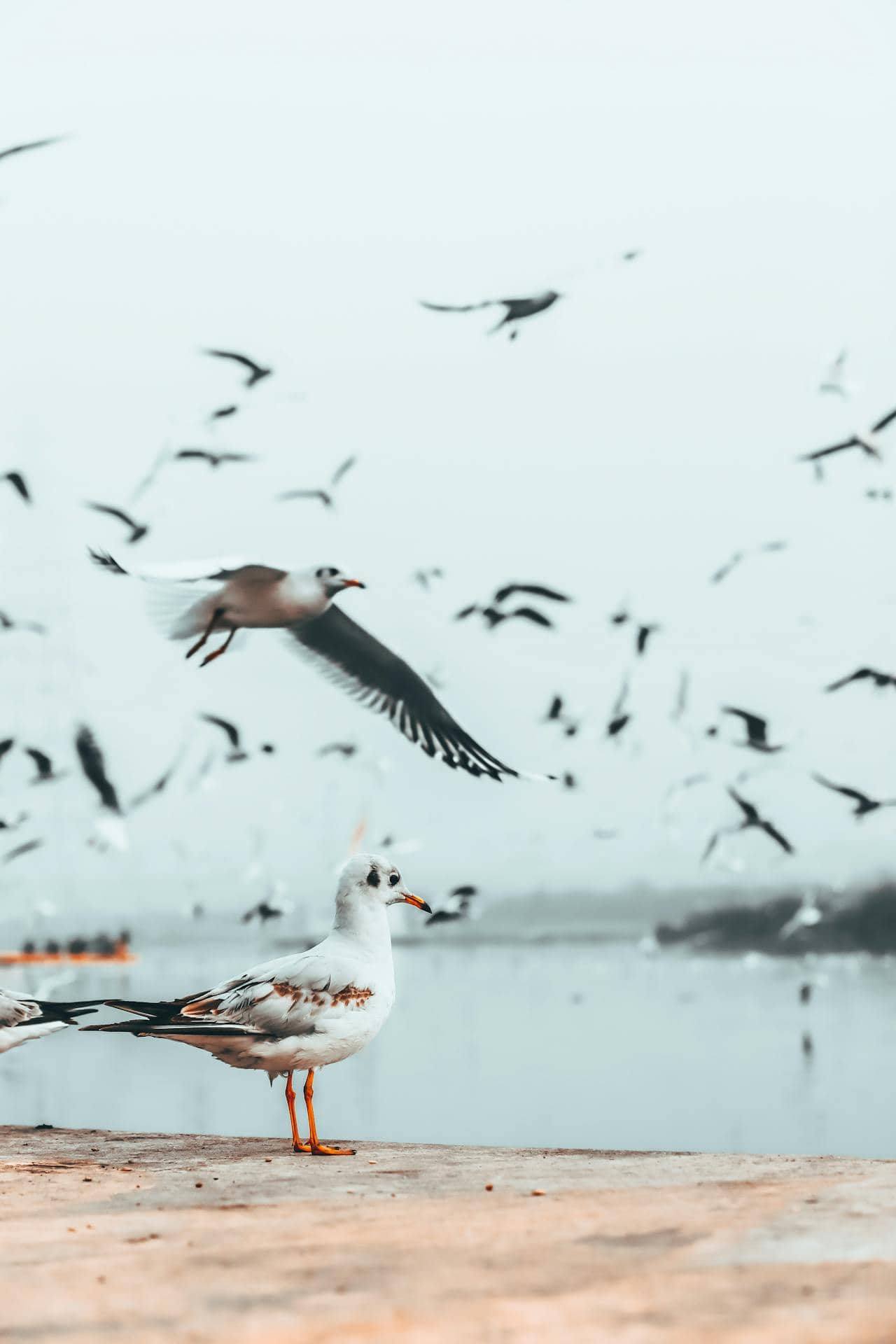 Birds